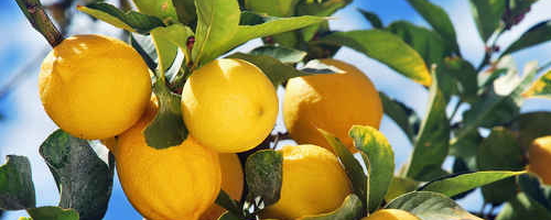 Bio-Zitronen