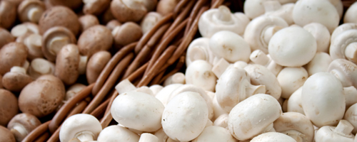 Saisonales Champignons